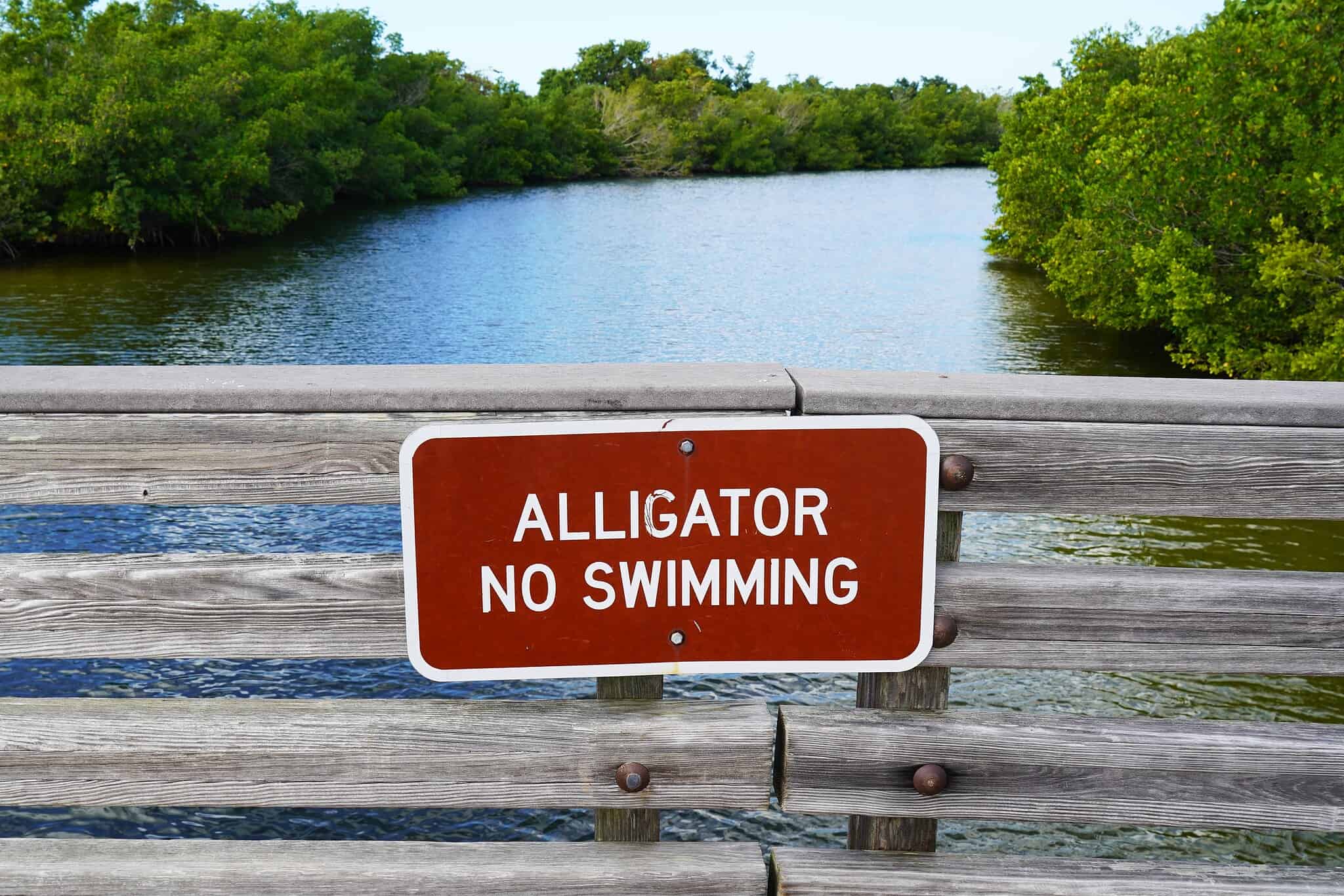 Alligators in Gulfport: Are You Safe to Go in the Water? - A-Z Animals