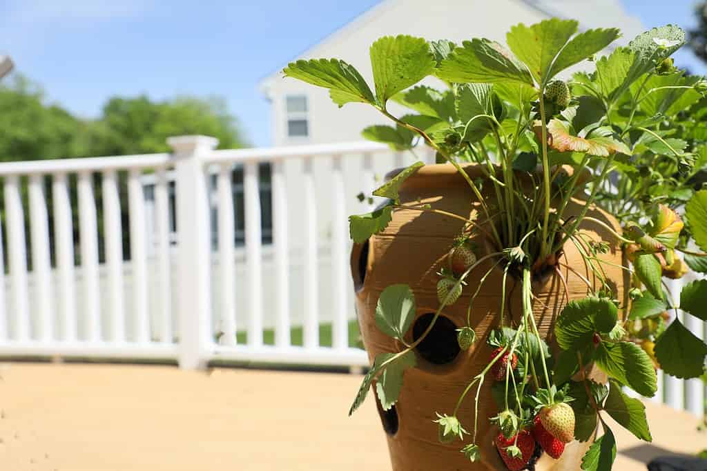 Strawberry planter on a backyard patio. Bright blue sky background.