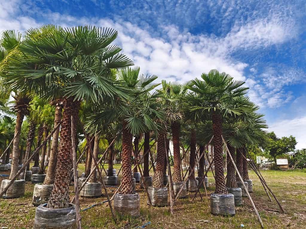 Palm trees readied for transplanting