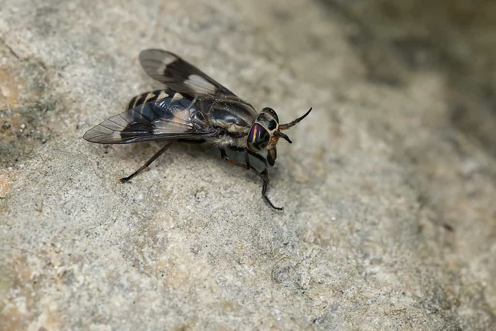 Deer flies are a type of biting fly that can be found in Michigan