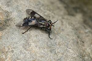 Discover 7 Natural Predators That Eat Flies Picture