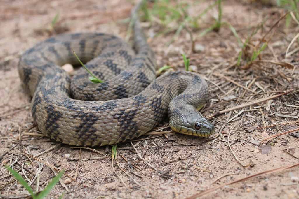 Diamondback water snakes live alone, except when hibernating, they might share dens with other snakes.