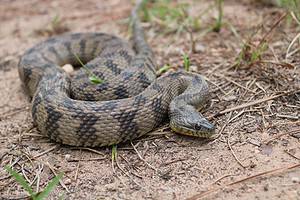 These 12 Water Snakes Call Mississippi Home: Are Any Dangerous? Picture
