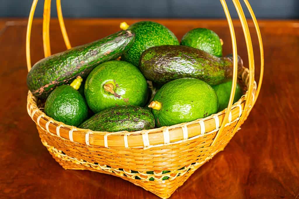 Pile of different varieties of fresh green avocado in wicker bamboo basket on wooden table. There are approx. a dozen avocados of different sizes and shapes and varying shade of green in the basket.