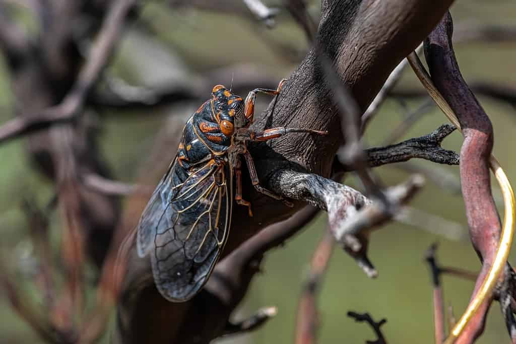 Cicadas have rounded, stout bodies and four wings