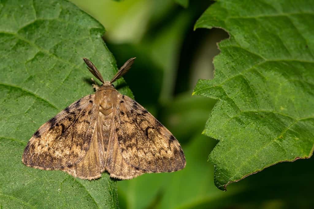 Spongy moth - Lymantria dispar dispar