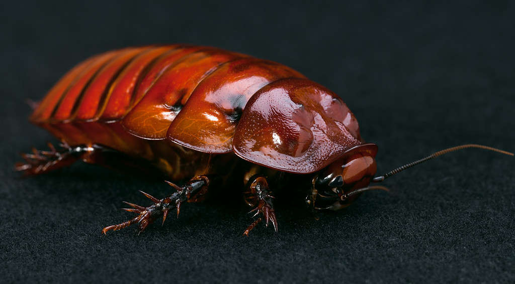 Giant burrowing cockroach