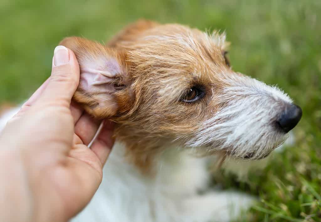 Brown Stuff in Your Pet's Ears? #1 Solution to Clean Pet Ears