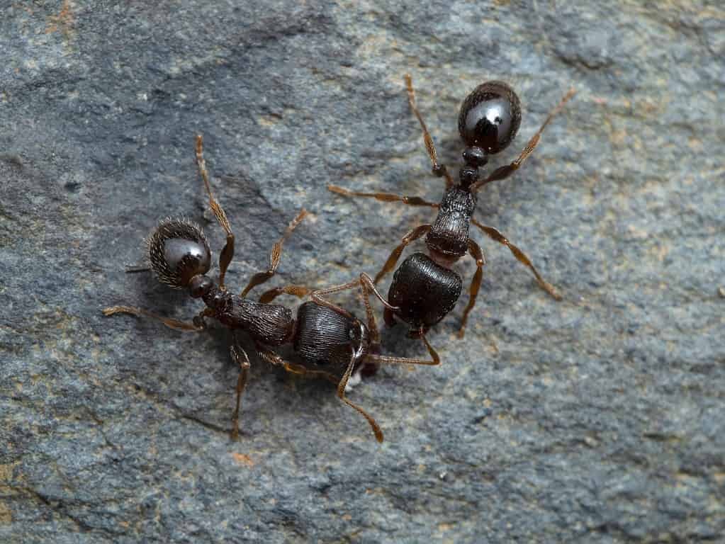 A close-up of a pair of pavement ants.