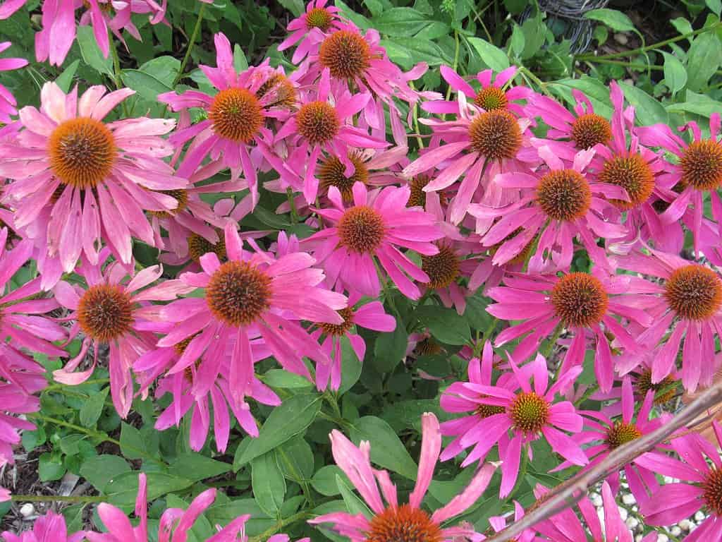 pink colored Tennesse coneflower