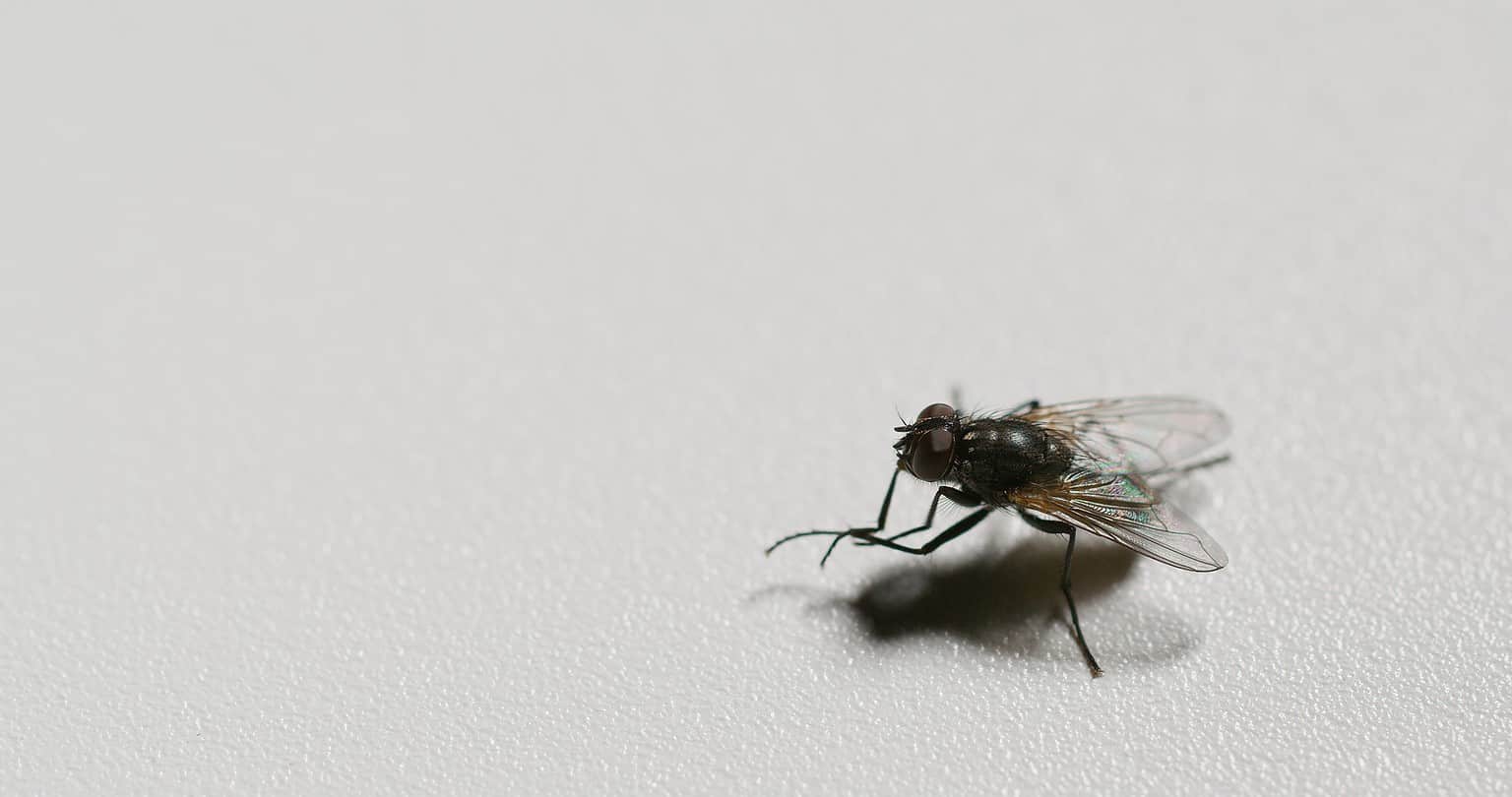 Why Do Flies Like Poop? AZ Animals