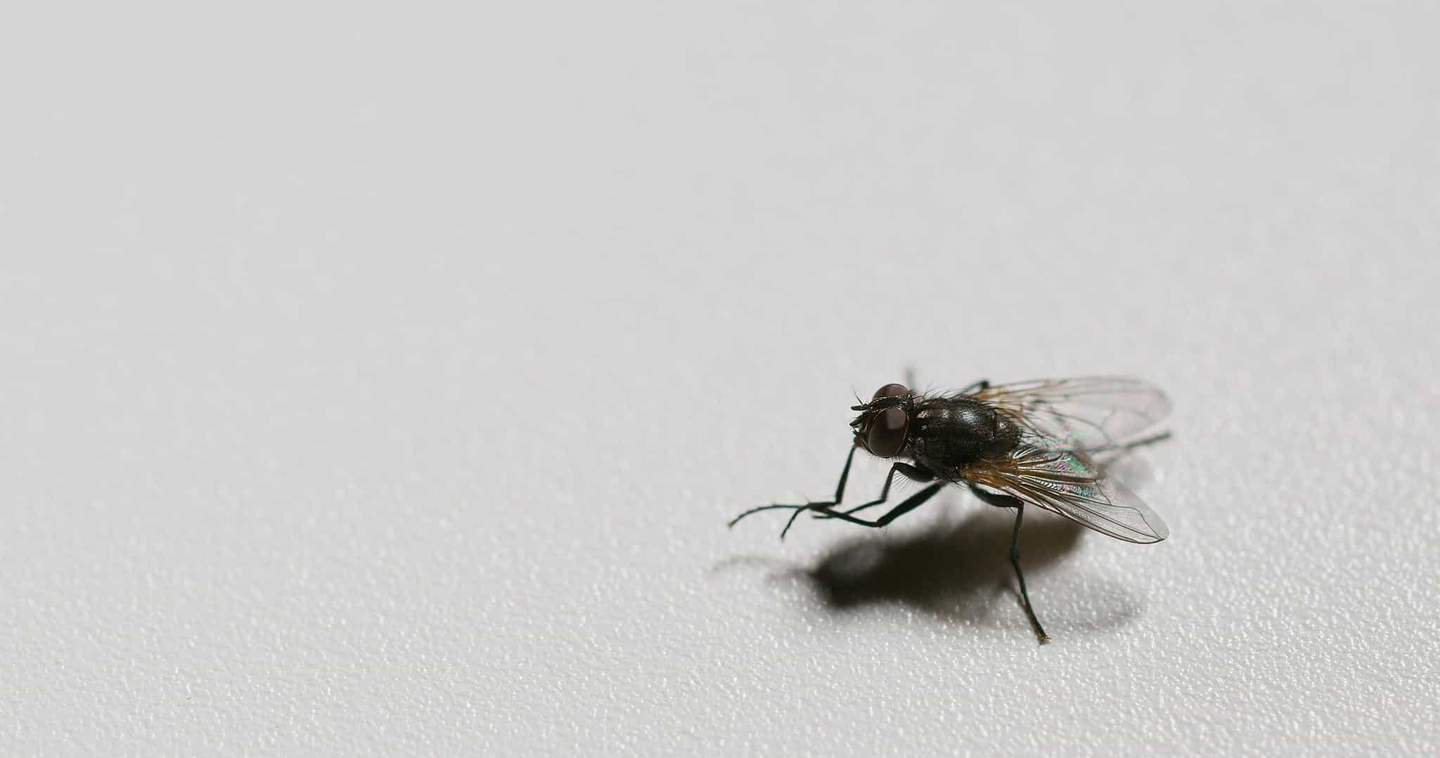 Why Do Flies Like Poop A Z Animals