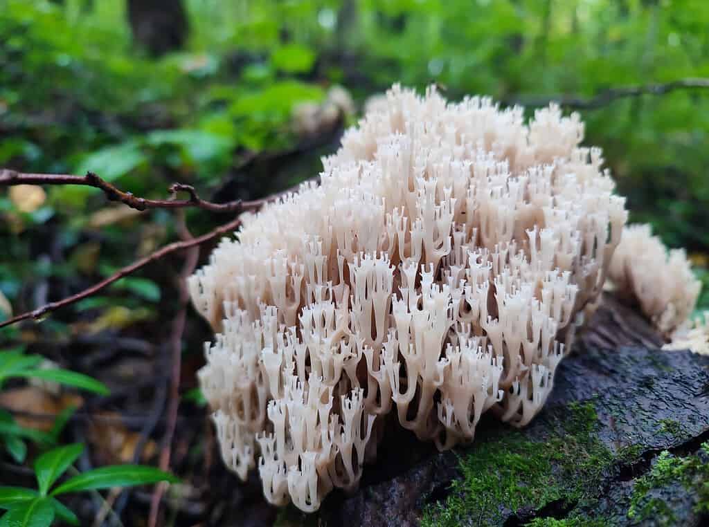 Artomyces Pyxidatus or crown tipped coral mushroom