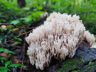 A 10 Mushrooms that Look Like Coral