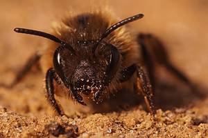 How to Instantly Get Rid of Ground Bees Picture