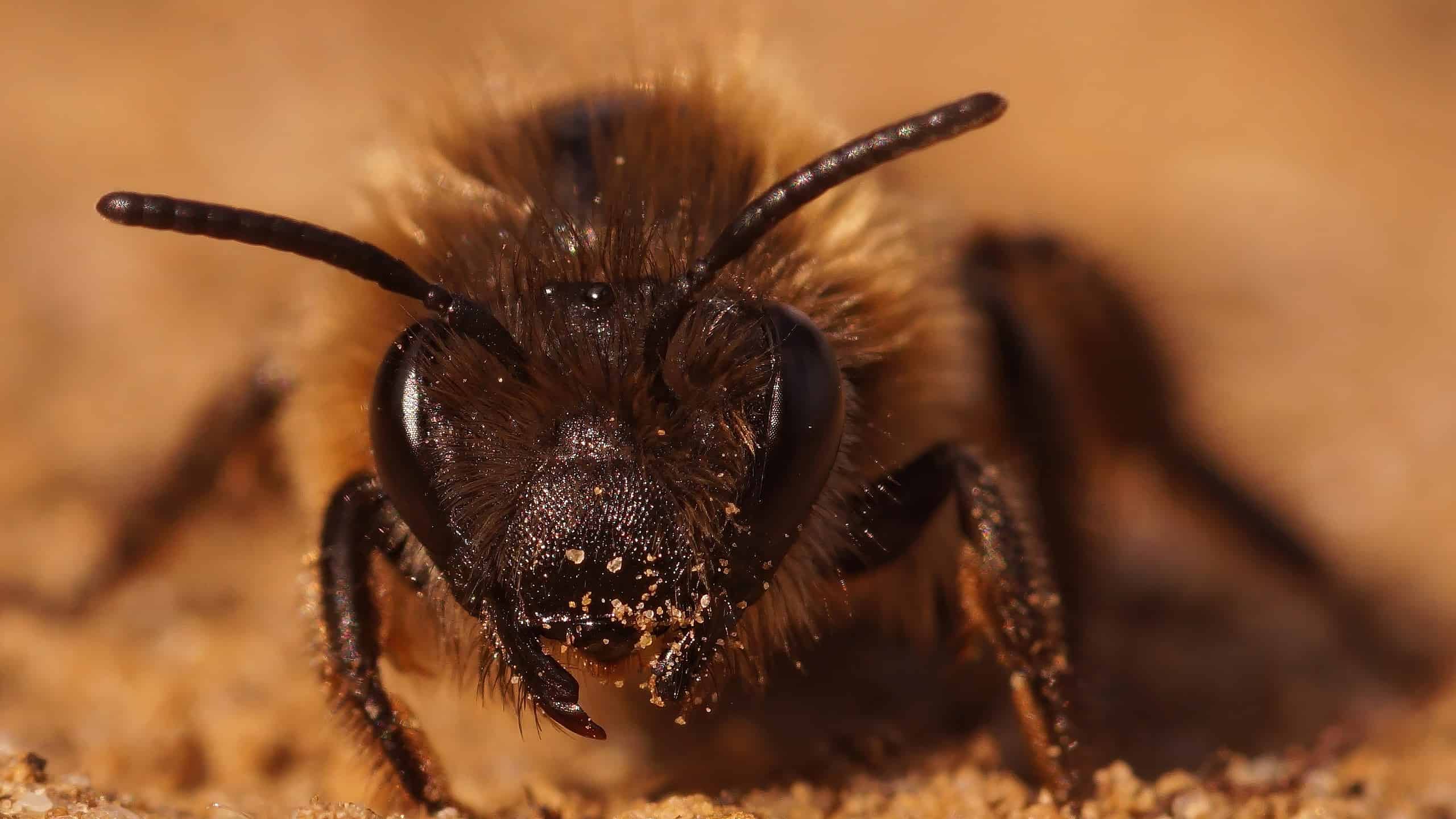 how-to-instantly-get-rid-of-ground-bees-a-z-animals