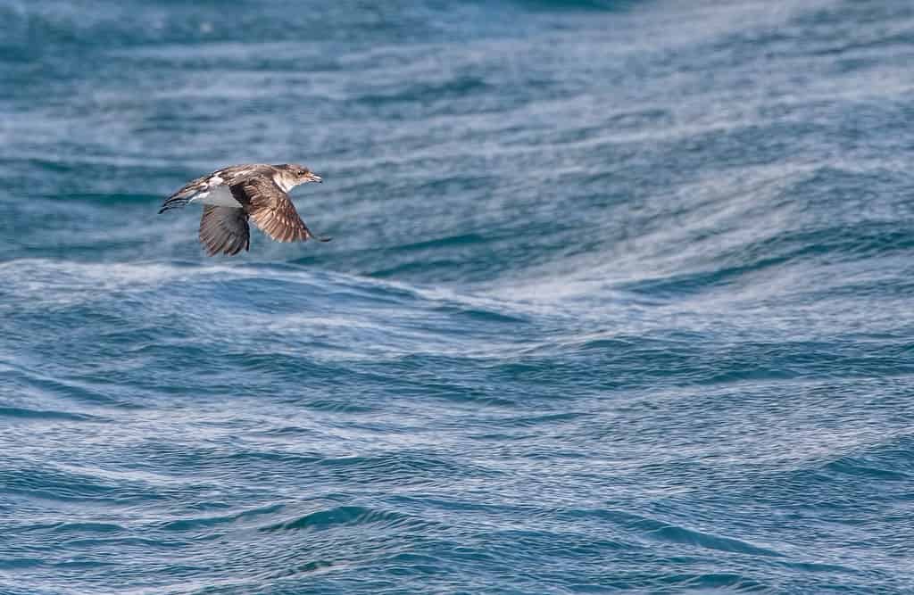 diving petrel