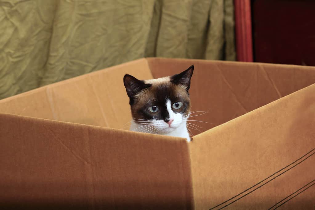 Snowshoe cat playing inside a cardboard box