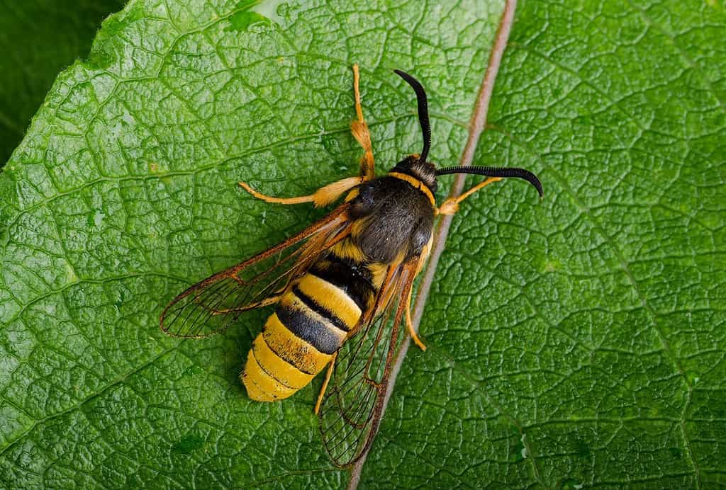 Lunar hornet moth mimics a hornet as a defense against predators
