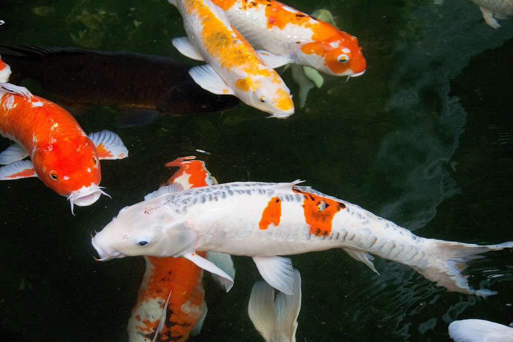 Doitsu koi fish swimming among other koi fish- one of the most expensive koi fish