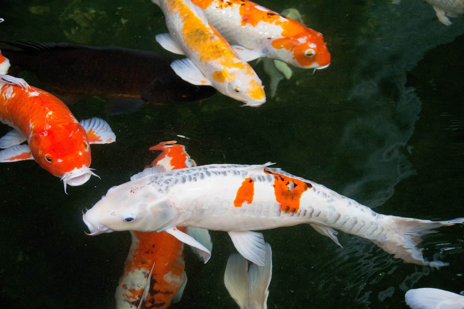 The Top 6 Most Expensive Types of Koi Fish in 2024 AZ Animals