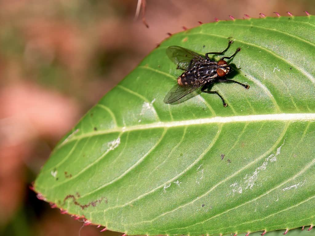 barn fly