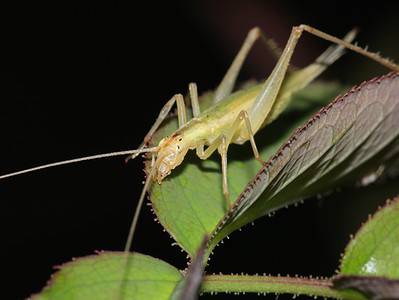 A Tree Cricket