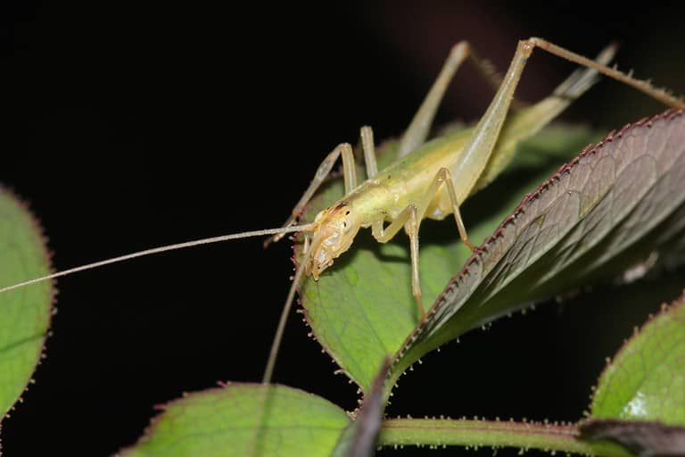 Oecanthus fultoni, snowy tree cricket, or thermometer cricket