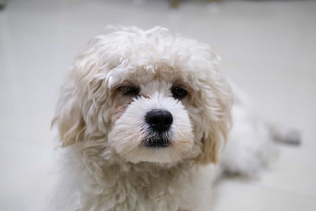 Maltipoo