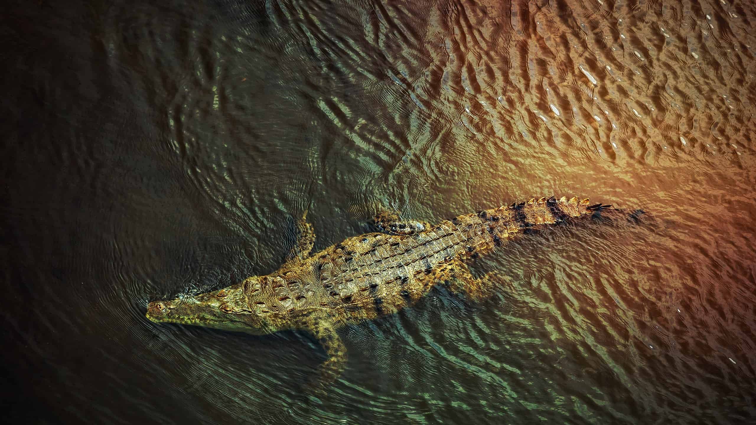 Crocodile