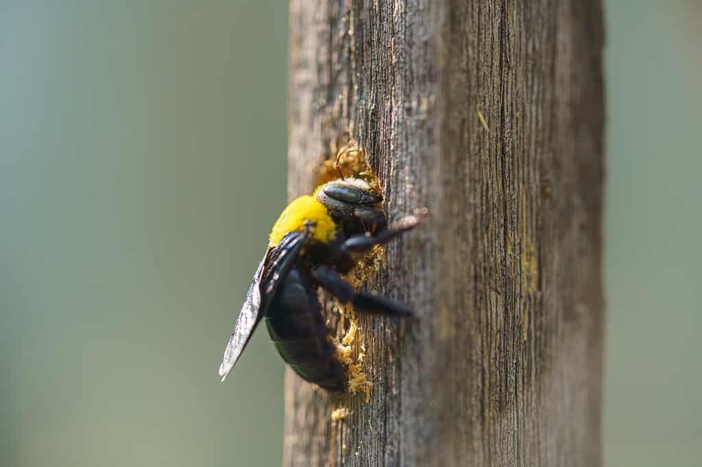 tropical carpenter bee