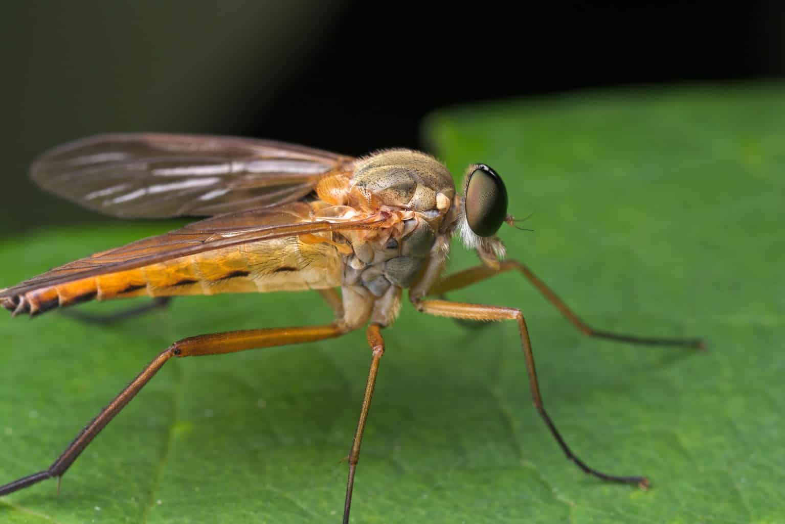 How Do Flies Reproduce? - AZ Animals