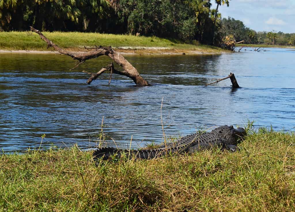 American alligators sunning on a riverbank