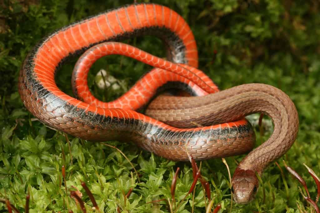 red bellied snake Storeria occipitomaculata in defensive posture showing underside
