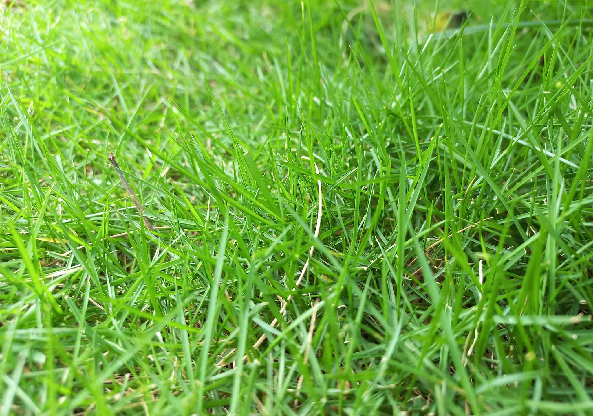 Zoysia Grass in Best Types, Planting Tips, and More