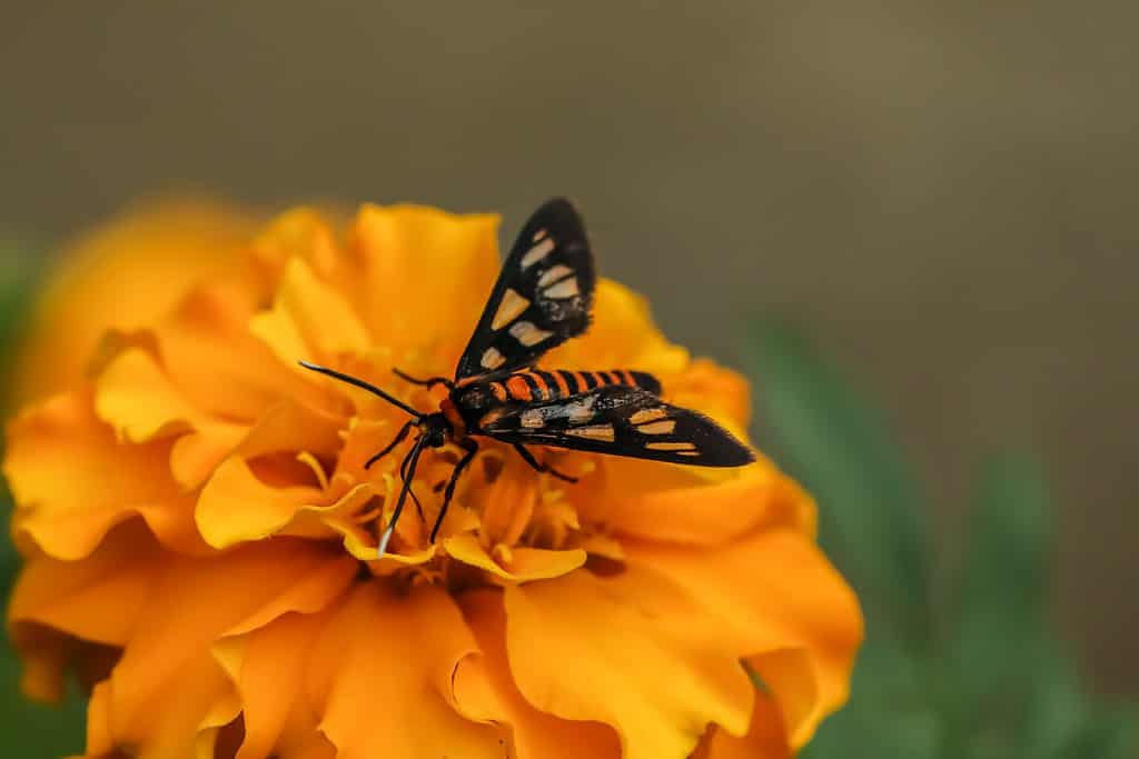 Wasp moth, Amata huebneri