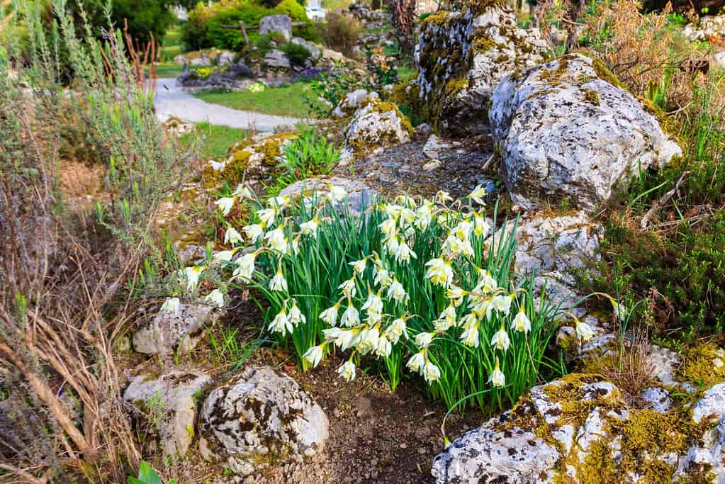 Swan's Neck Daffodils or Narcissus pseudonarcissus subsp. moschatus Division 13