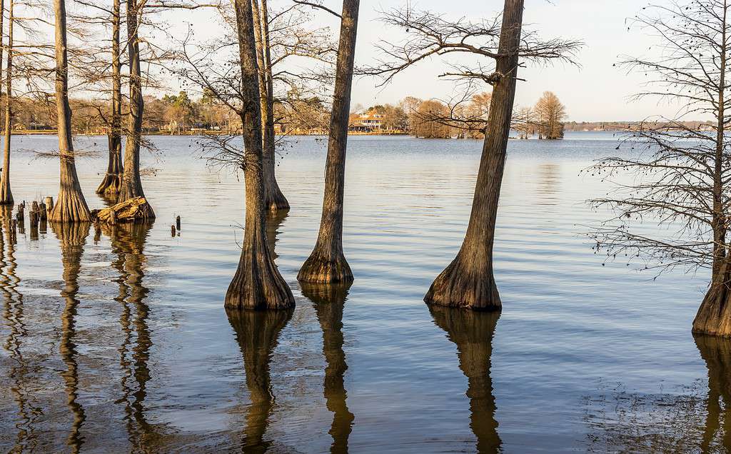 Beautiful cypress trees on Cross Lake, Louisiana, at the winter sunset