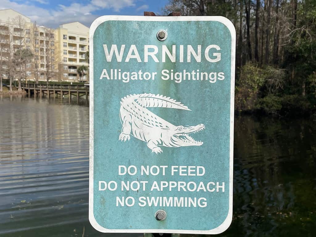 Alligator Warning sign posted in a lake