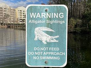 Watch Heart-Pumping Raw Video of an Irate Alligator Giving a Lesson in Personal Space Picture