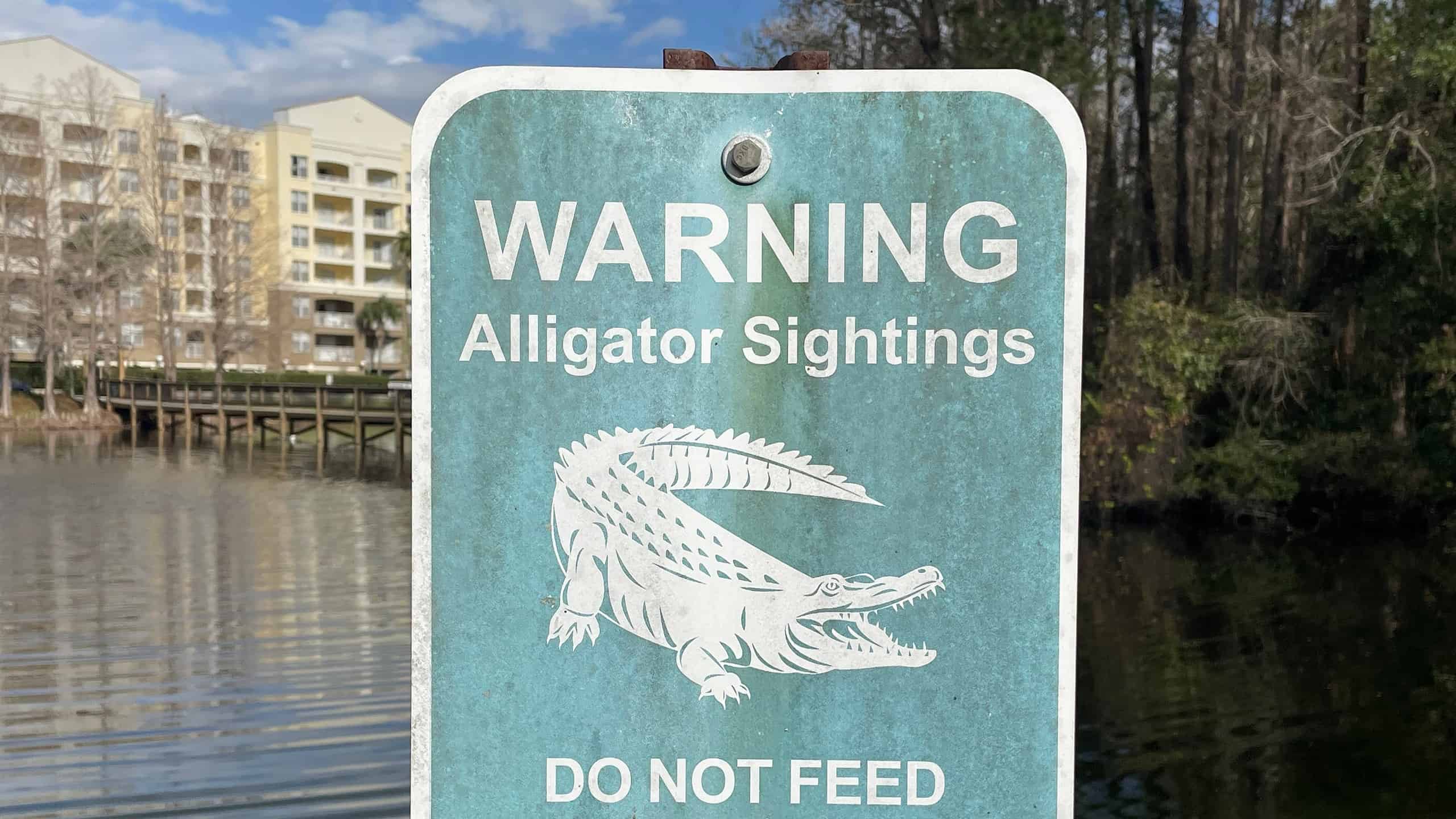 Alligator Warning sign posted in a lake