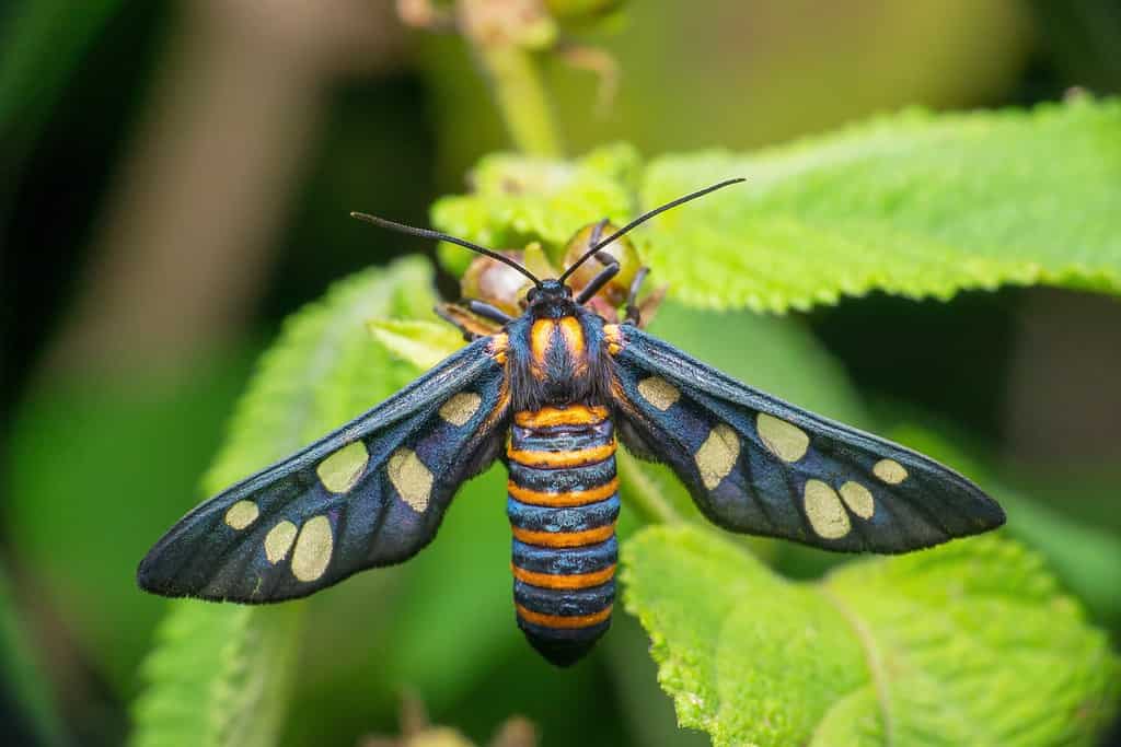 Wasp moth, Amata huebneri