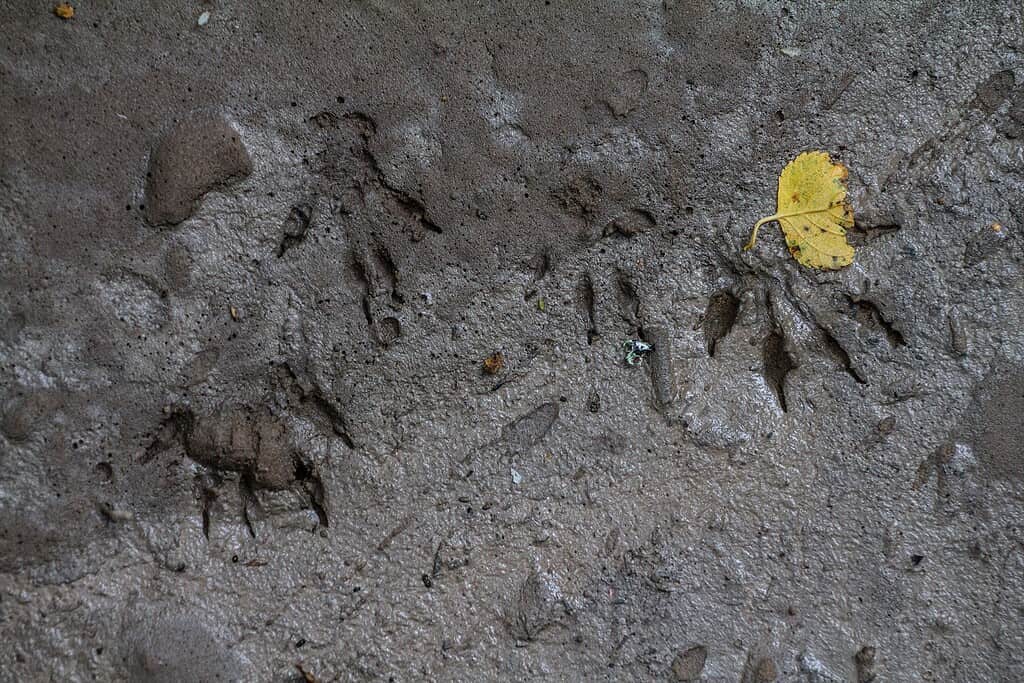 Norway rat tracks in mud