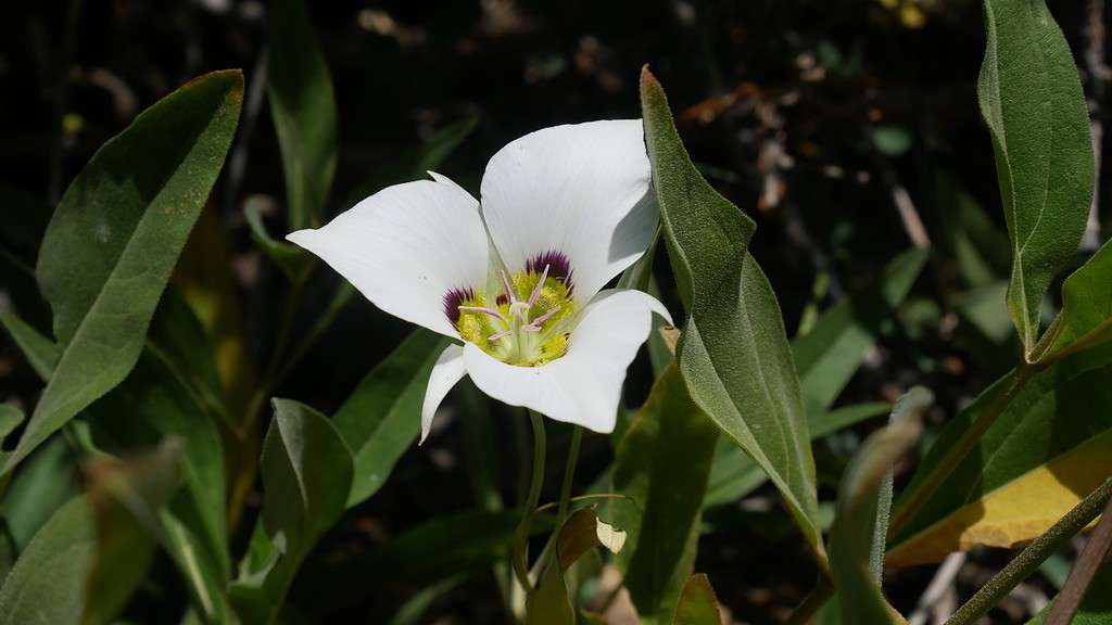 Sego Lily - Official State Flower of Utah