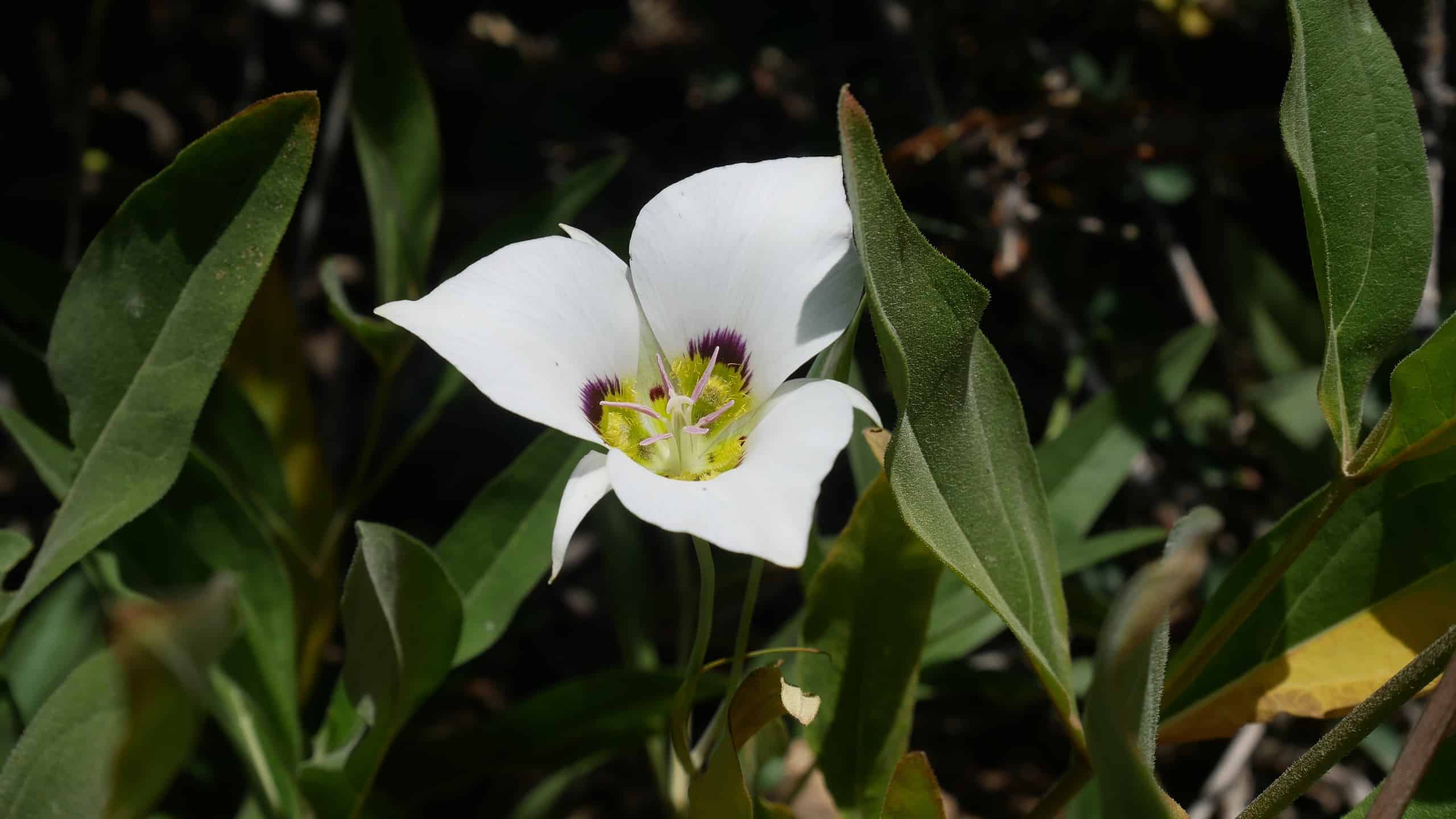 Sego Lily - Official State Flower of Utah