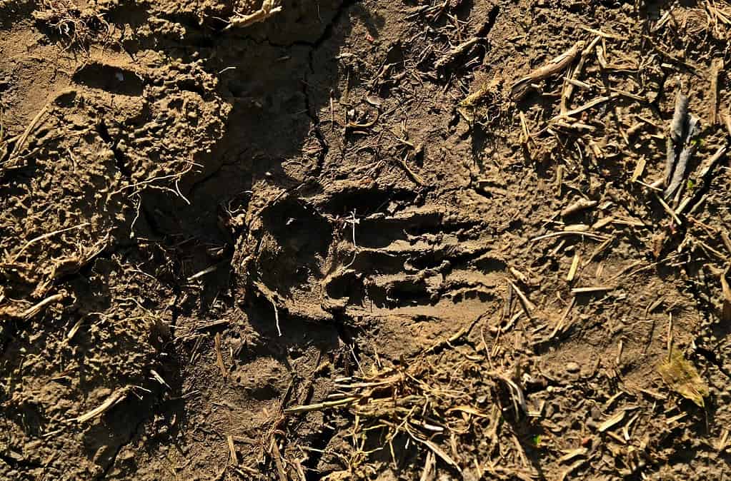 Badger track in the mud