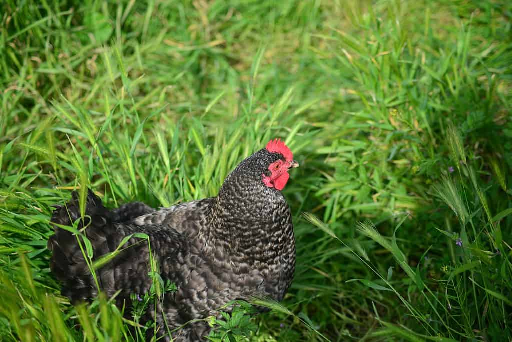Cuckoo Marans Chicken Peeking Out of Tall Grass