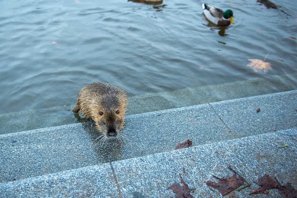 one beaver climbs out of the water next to a duck