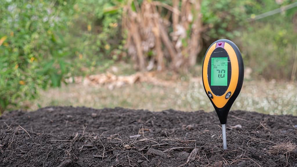 electronic Soil pH Meter in soil . The meter is positioned in the right part of the frame. It is black plastic with yellow plastic trim and a green screen for a digital read out, which is "7.0" in the photo.