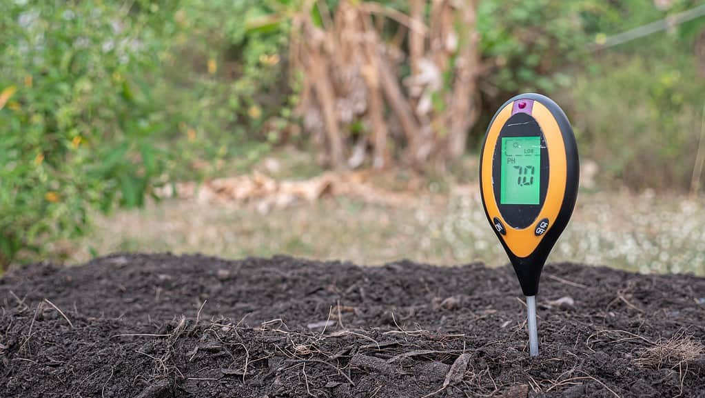 electronic Soil pH Meter in soil . The meter is positioned in the right part of the frame. It is black plastic with yellow plastic trim and a green screen for a digital read out, which is "7.0" in the photo. 